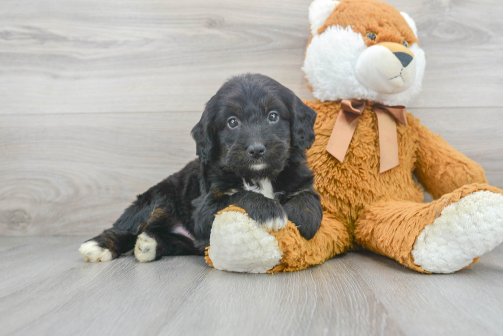 Energetic Bernadoodle Poodle Mix Puppy