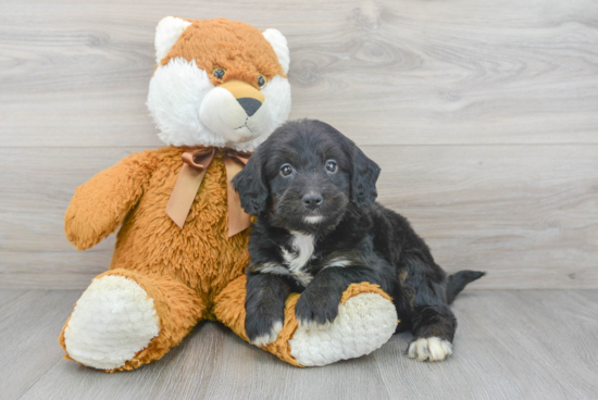 Energetic Bernadoodle Poodle Mix Puppy