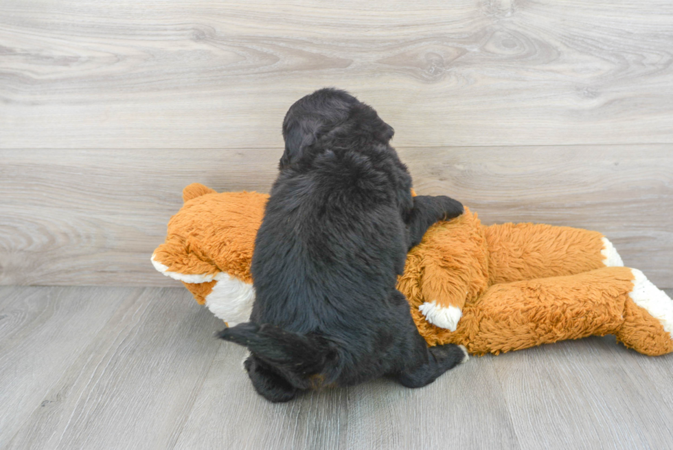 Mini Bernedoodle Puppy for Adoption