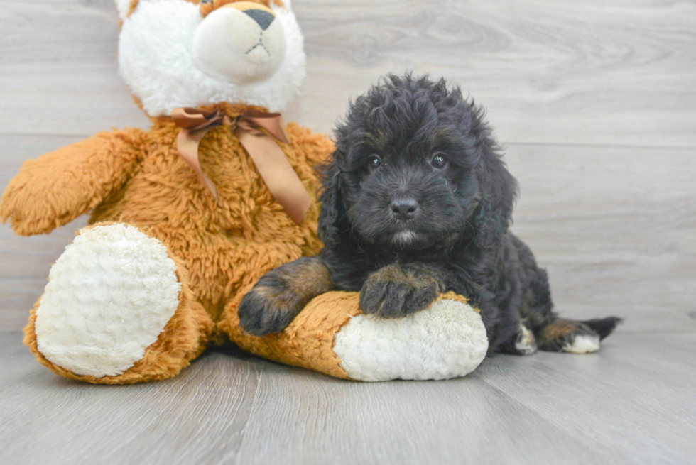 Adorable Mini Berniedoodle Poodle Mix Puppy