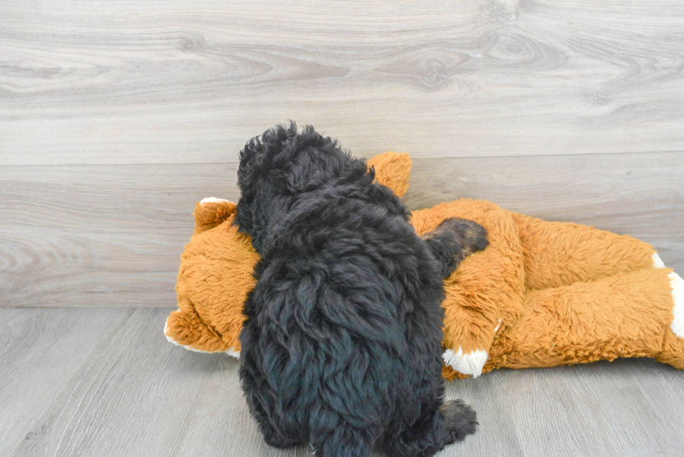 Mini Bernedoodle Pup Being Cute