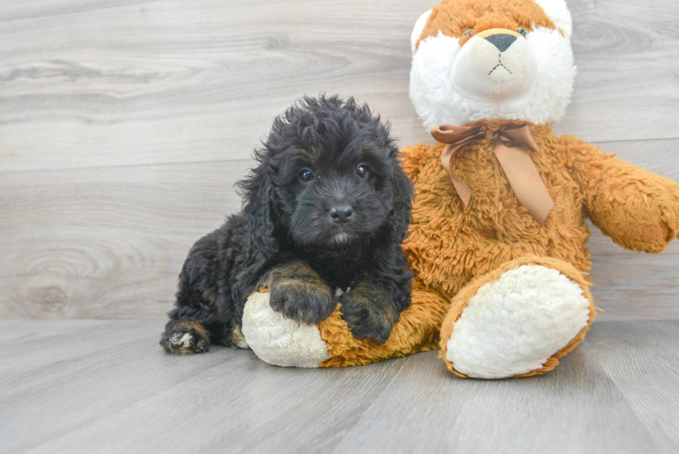 Fluffy Mini Bernedoodle Poodle Mix Pup