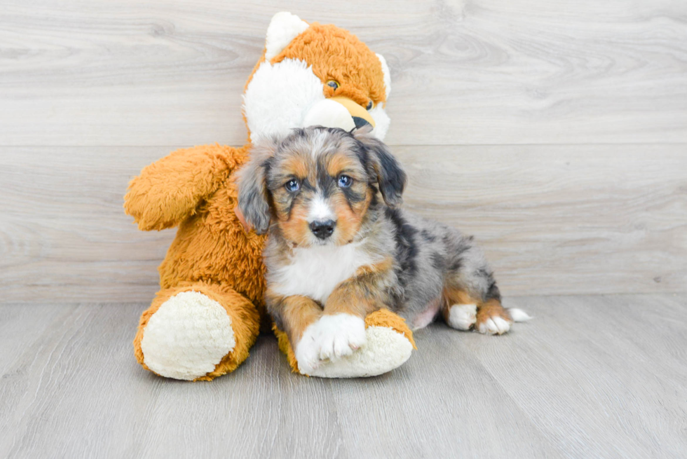 Mini Bernedoodle Pup Being Cute