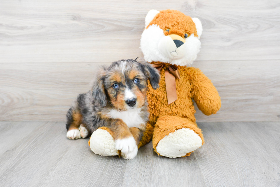 Mini Bernedoodle Puppy for Adoption