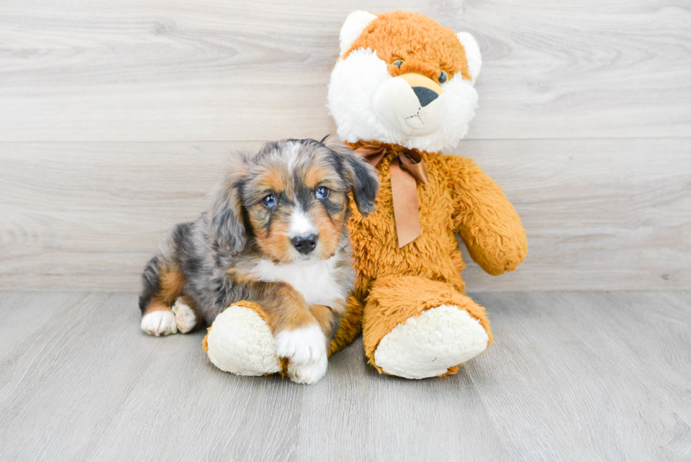 Friendly Mini Bernedoodle Baby