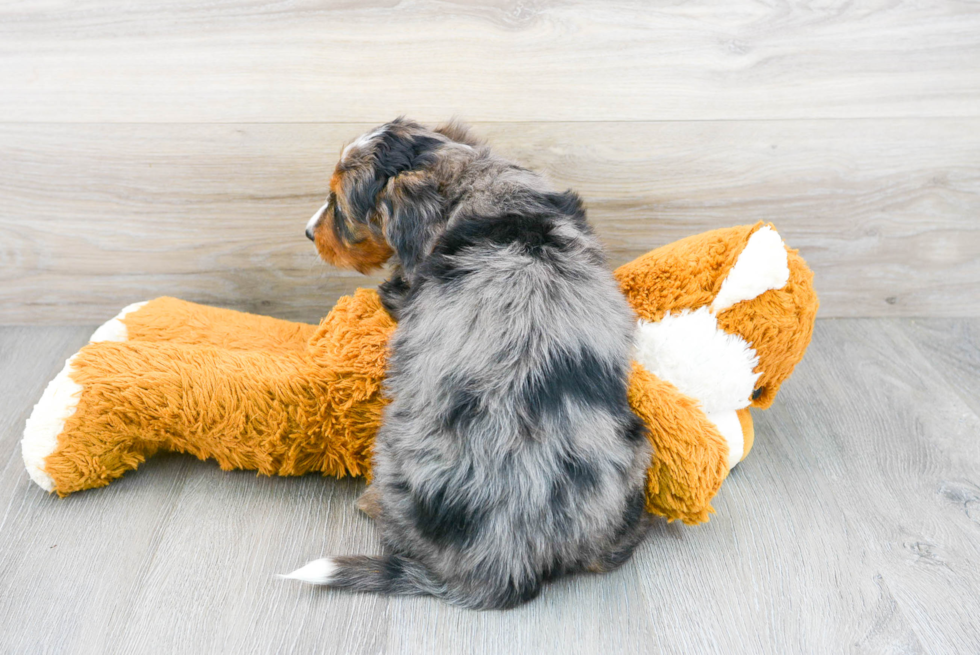 Fluffy Mini Bernedoodle Poodle Mix Pup