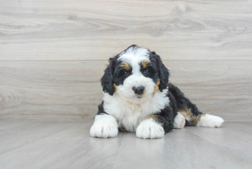 Best Mini Bernedoodle Baby