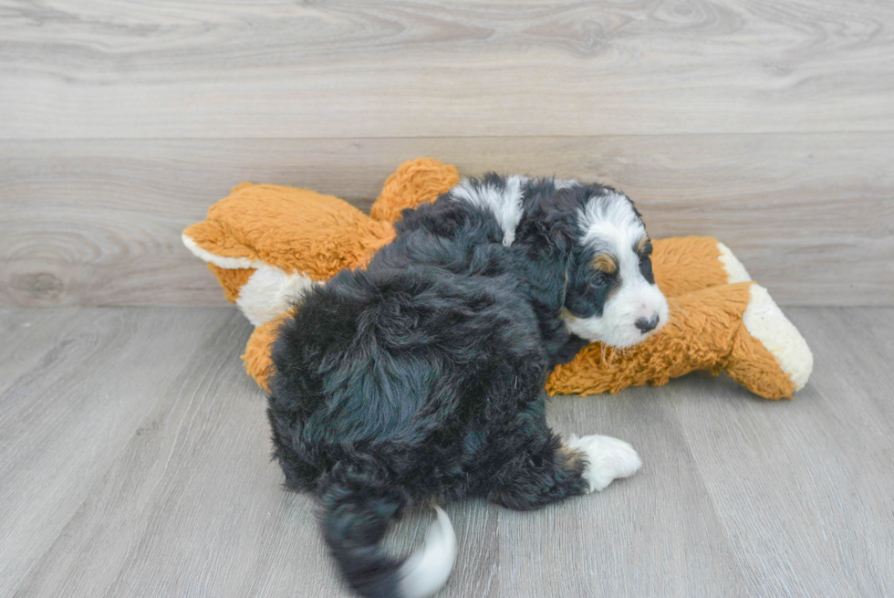 Popular Mini Bernedoodle Poodle Mix Pup