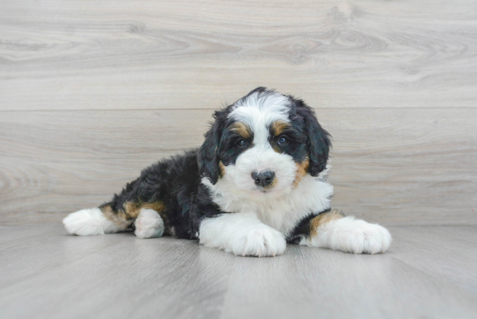 Funny Mini Bernedoodle Poodle Mix Pup