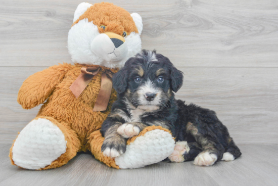 Mini Bernedoodle Puppy for Adoption