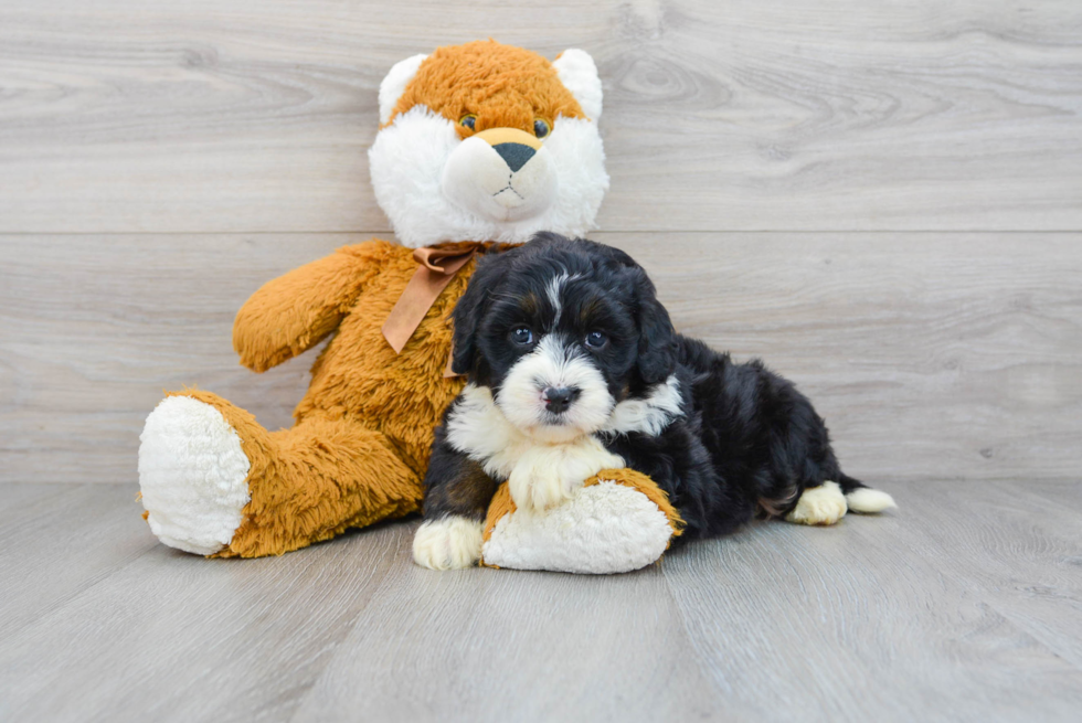 Best Mini Bernedoodle Baby