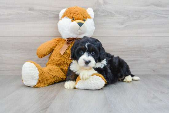 Best Mini Bernedoodle Baby