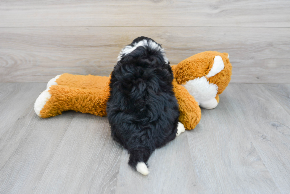 Best Mini Bernedoodle Baby