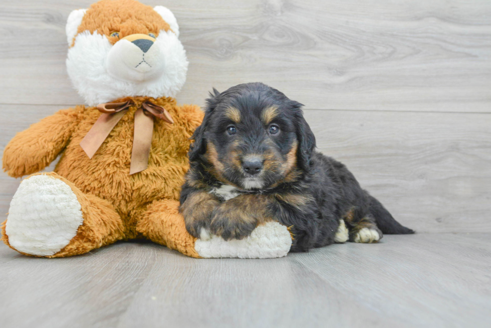 Mini Bernedoodle Puppy for Adoption