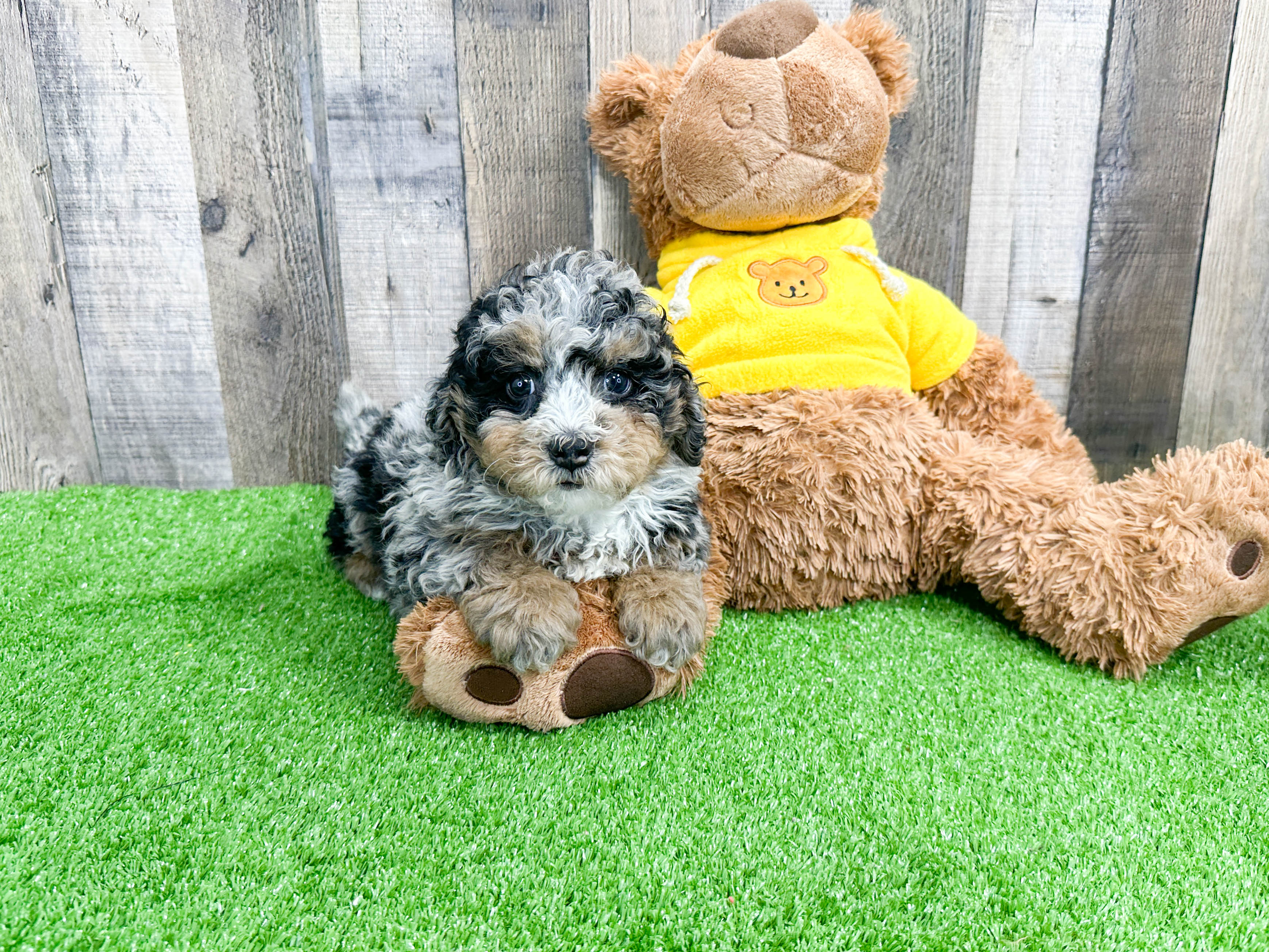 Best Mini Bernedoodle Baby