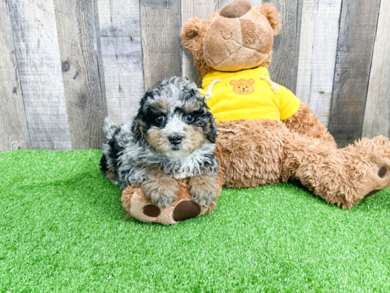 Best Mini Bernedoodle Baby