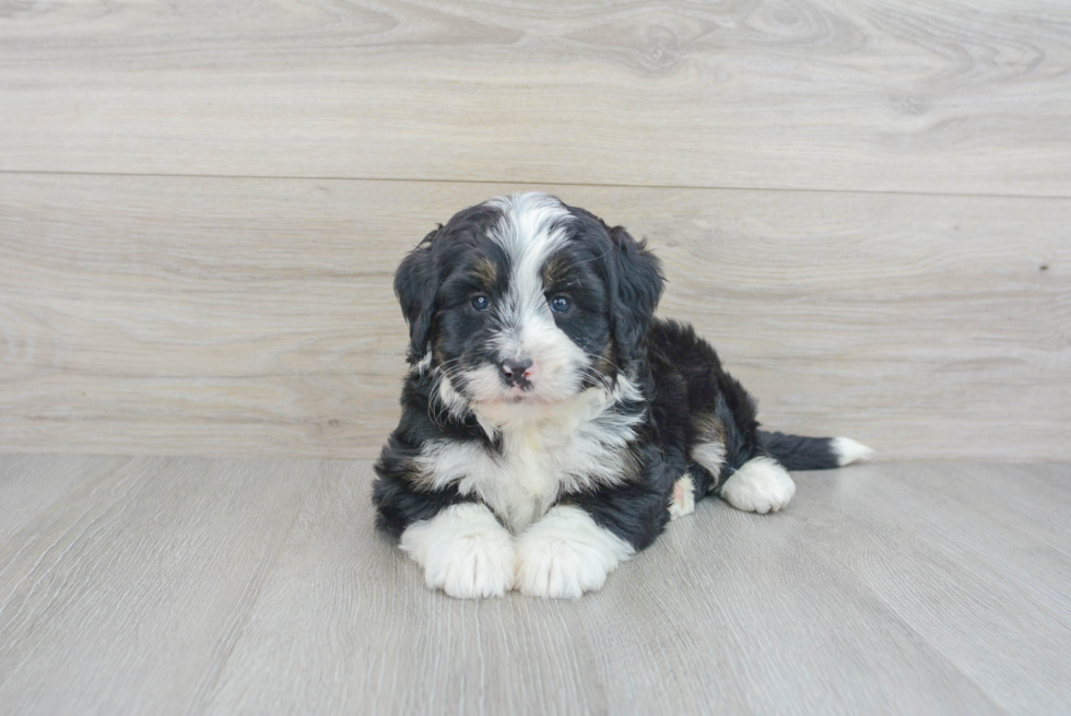 Small Mini Bernedoodle Baby