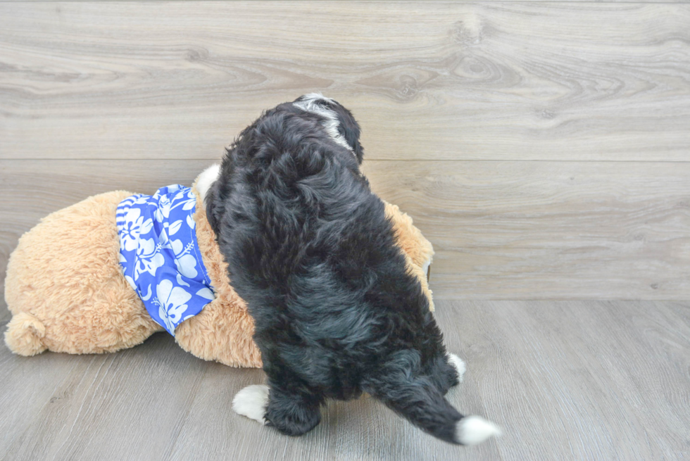 Mini Bernedoodle Pup Being Cute