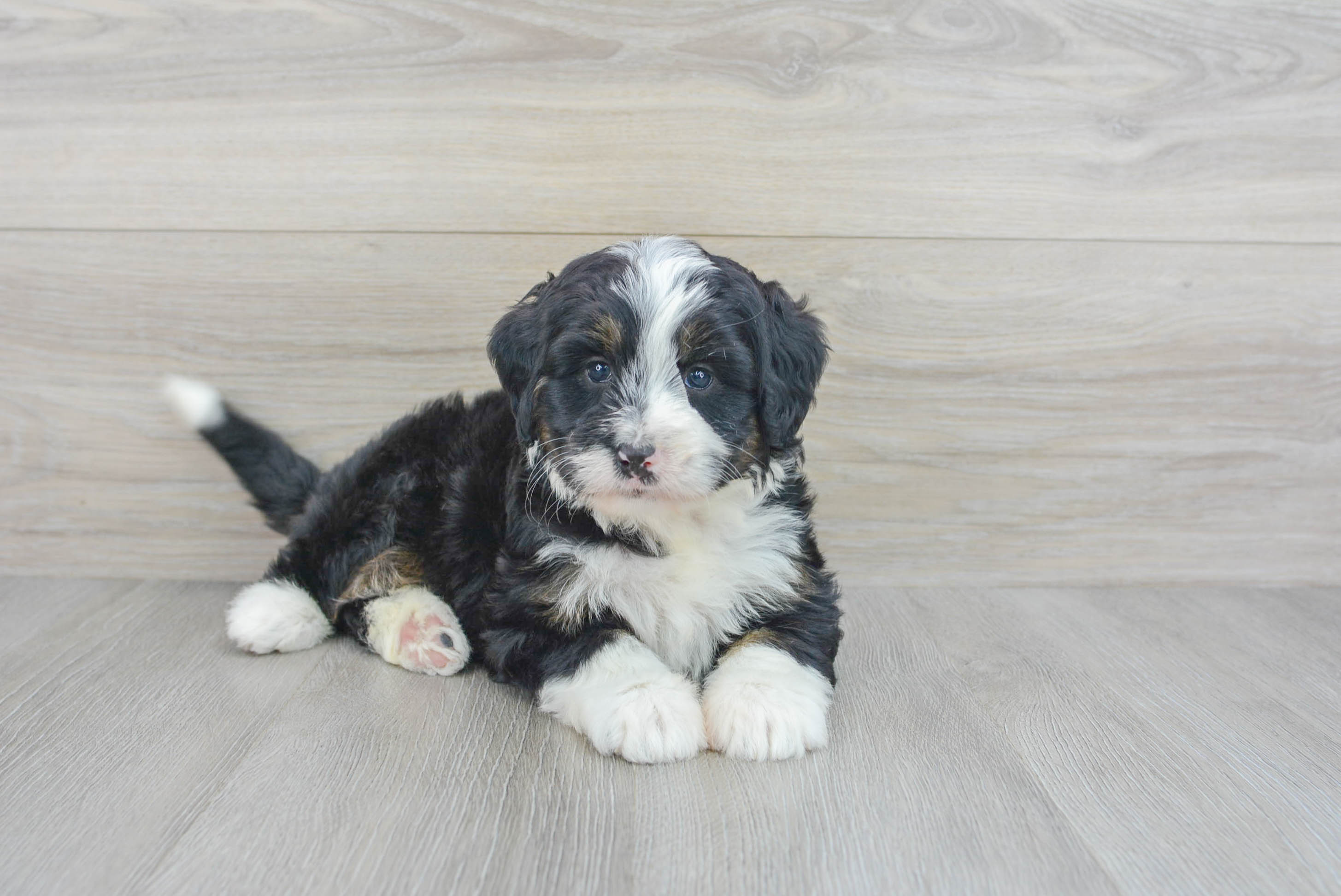 Best Mini Bernedoodle Baby