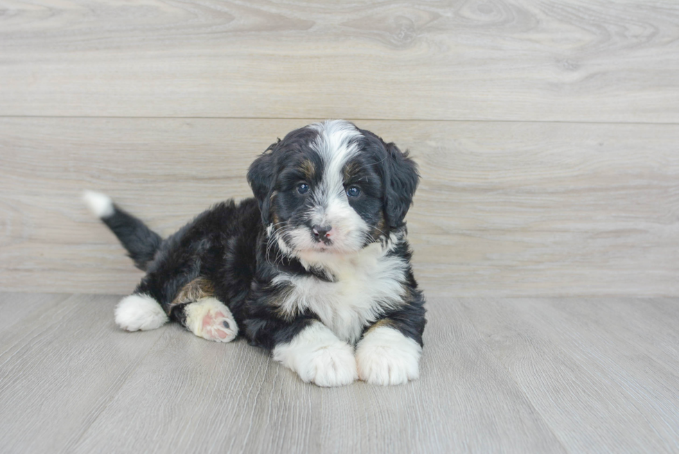 Best Mini Bernedoodle Baby