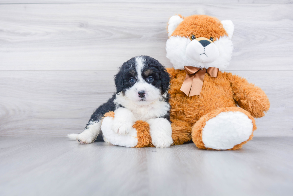 Energetic Bernadoodle Poodle Mix Puppy