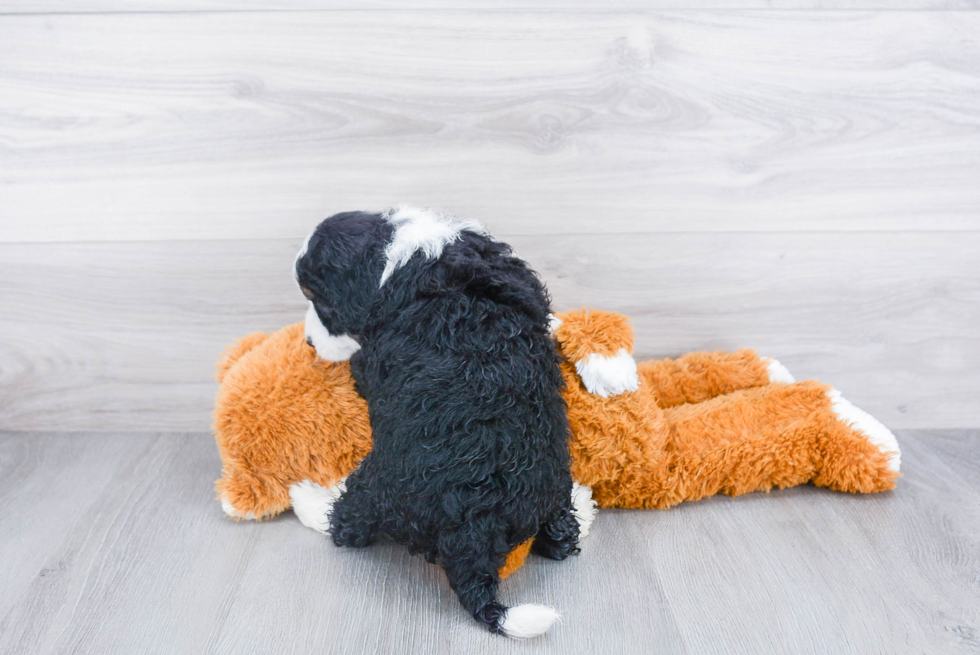 Smart Mini Bernedoodle Poodle Mix Pup