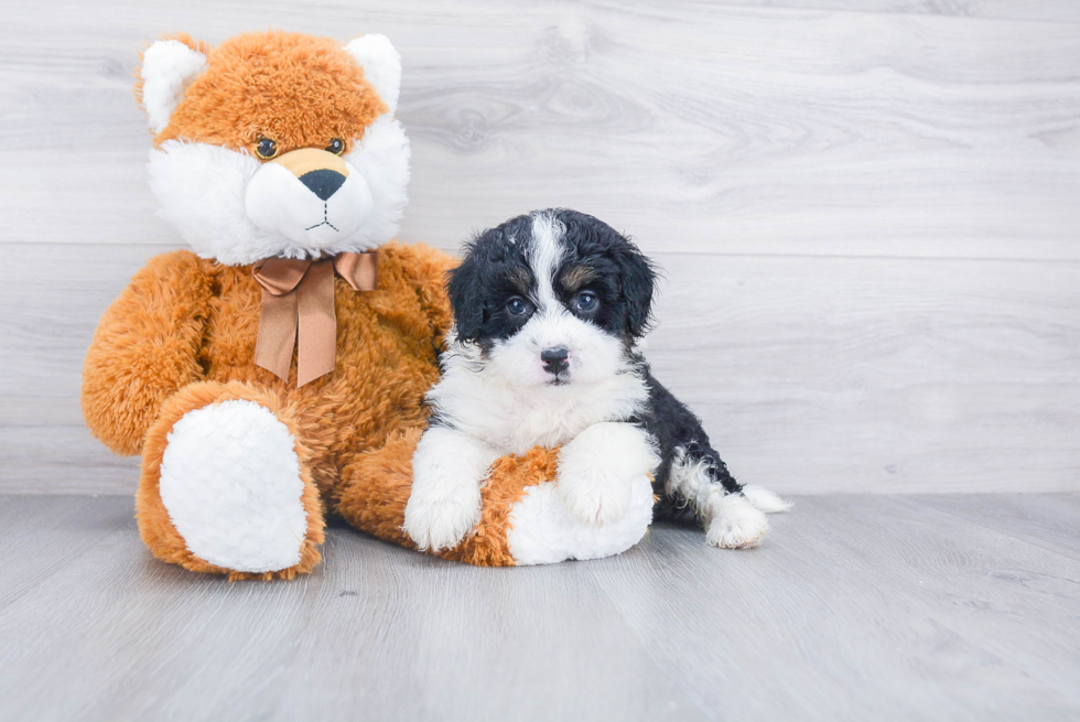 Smart Mini Bernedoodle Poodle Mix Pup