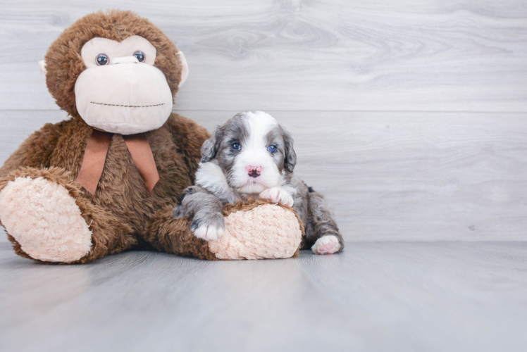 Mini Bernedoodle Puppy for Adoption