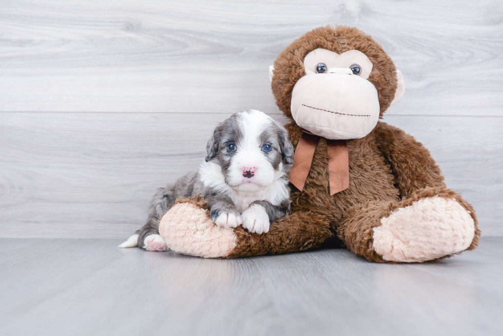 Funny Mini Bernedoodle Poodle Mix Pup