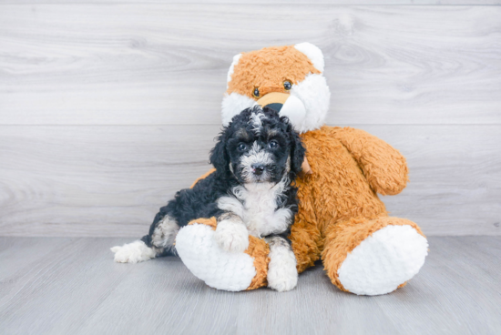 Best Mini Bernedoodle Baby