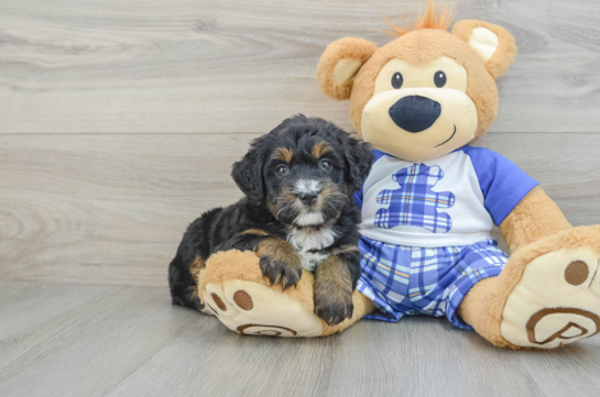 Cute Mini Bernedoodle Baby