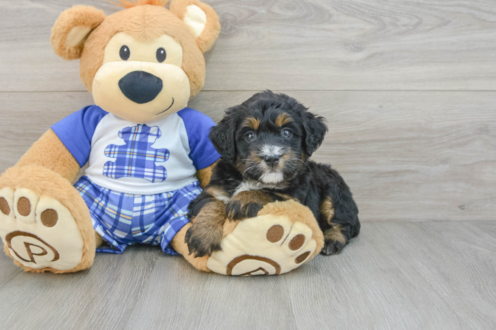 Playful Mini Bernesepoo Poodle Mix Puppy