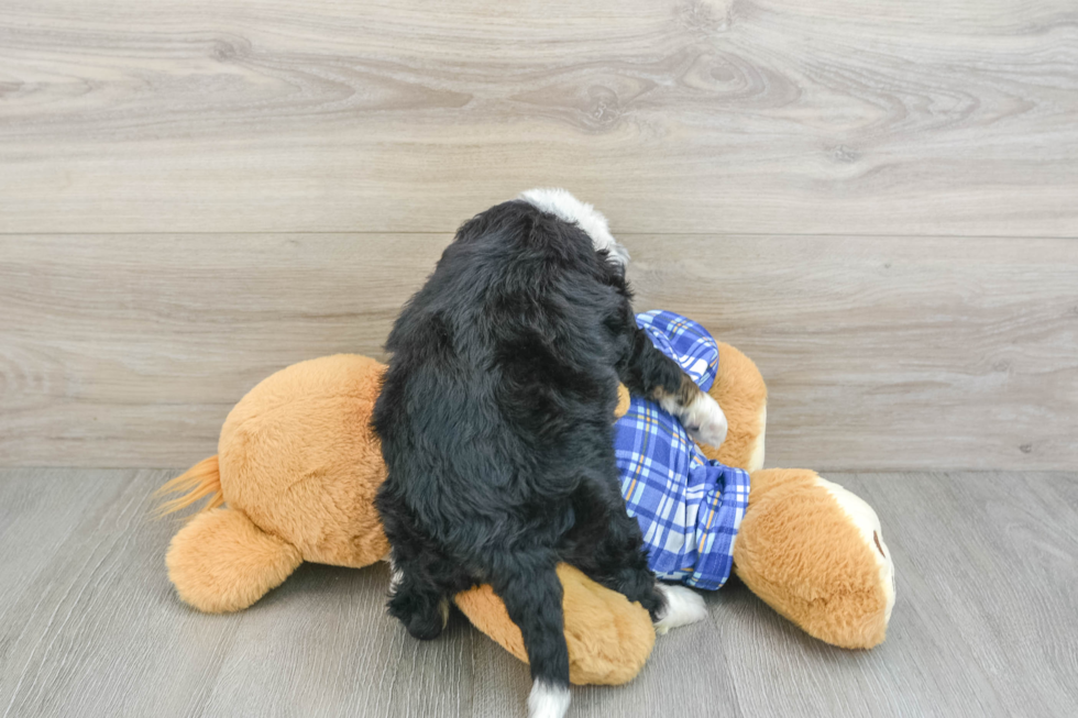 Best Mini Bernedoodle Baby