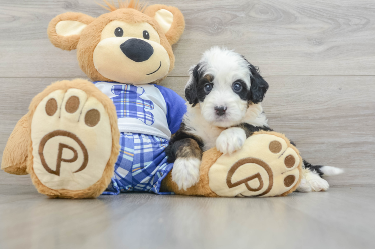 Little Mini Berniedoodle Poodle Mix Puppy