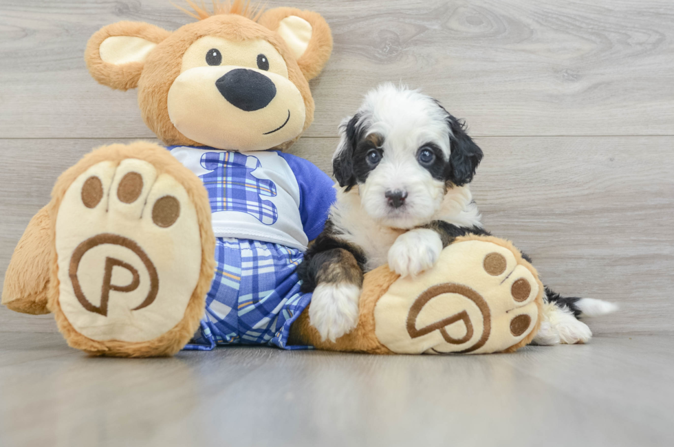 5 week old Mini Bernedoodle Puppy For Sale - Premier Pups