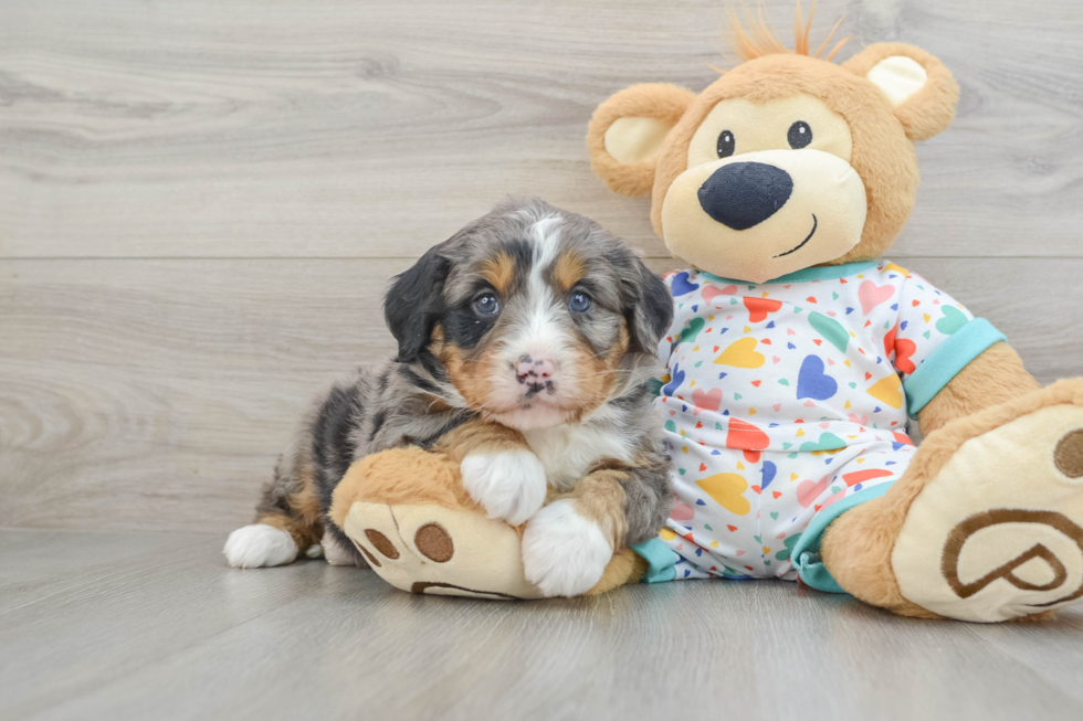 Mini Bernedoodle Puppy for Adoption