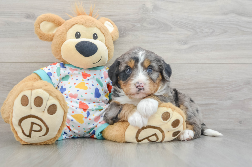 6 week old Mini Bernedoodle Puppy For Sale - Premier Pups