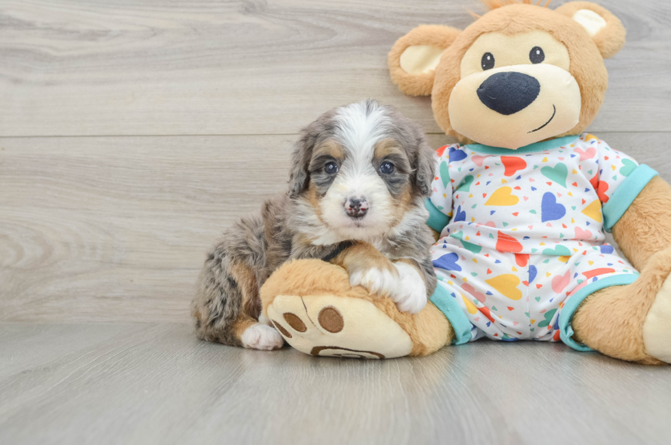 5 week old Mini Bernedoodle Puppy For Sale - Premier Pups