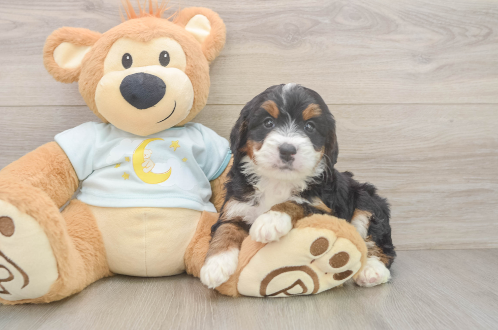 5 week old Mini Bernedoodle Puppy For Sale - Premier Pups