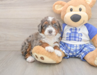 7 week old Mini Bernedoodle Puppy For Sale - Premier Pups