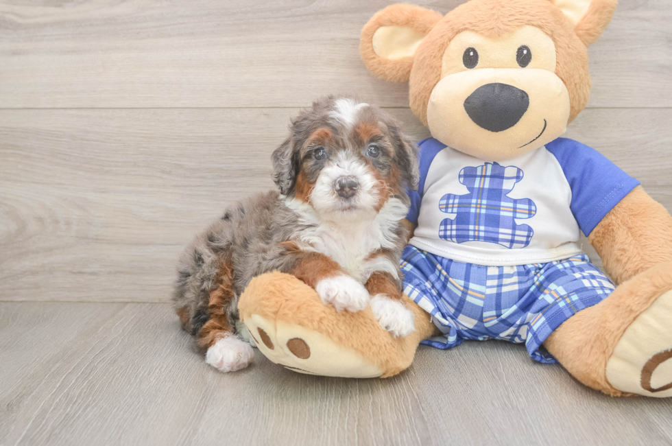 5 week old Mini Bernedoodle Puppy For Sale - Premier Pups
