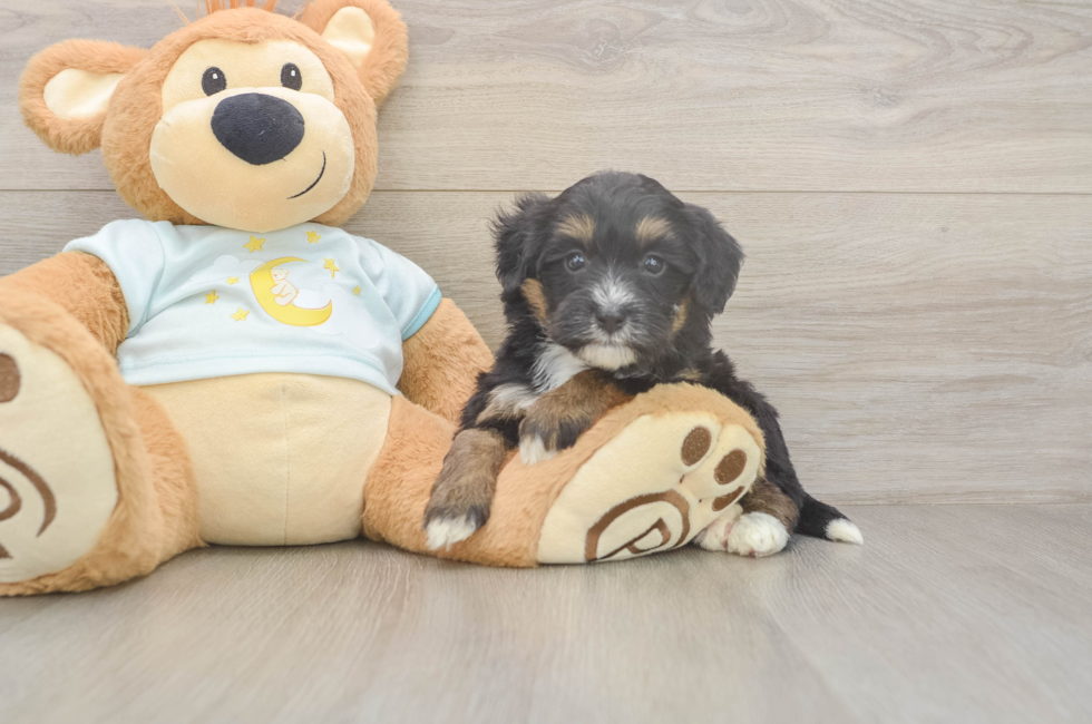 5 week old Mini Bernedoodle Puppy For Sale - Premier Pups