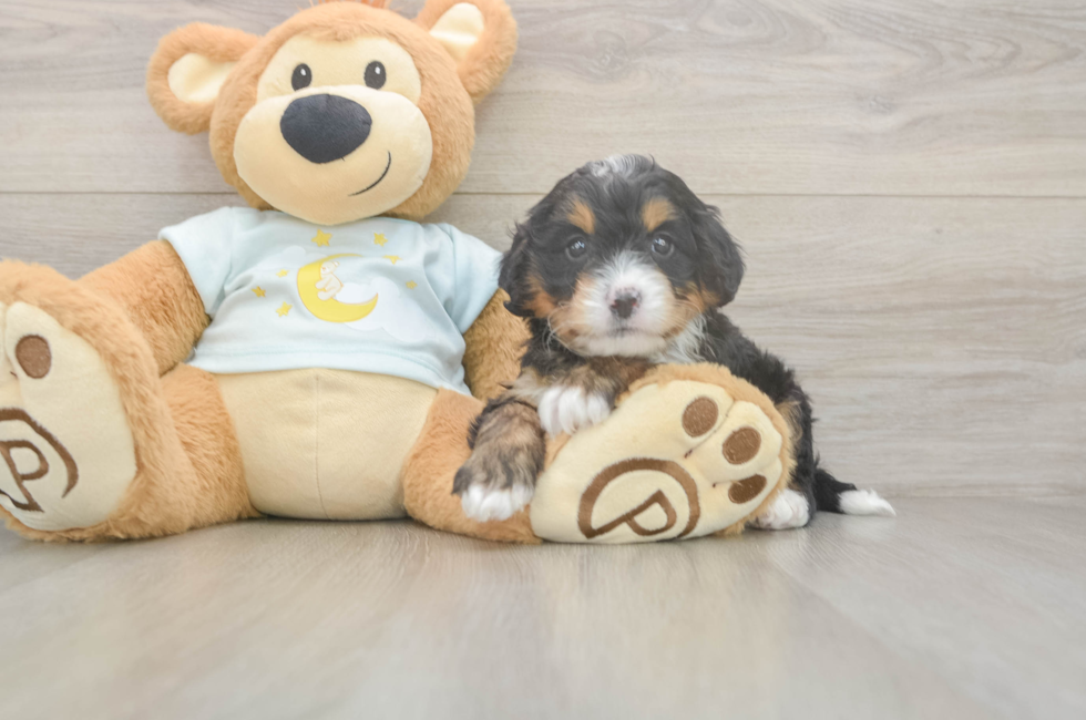 5 week old Mini Bernedoodle Puppy For Sale - Premier Pups