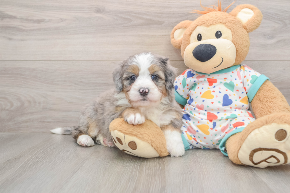 Fluffy Mini Bernedoodle Poodle Mix Pup