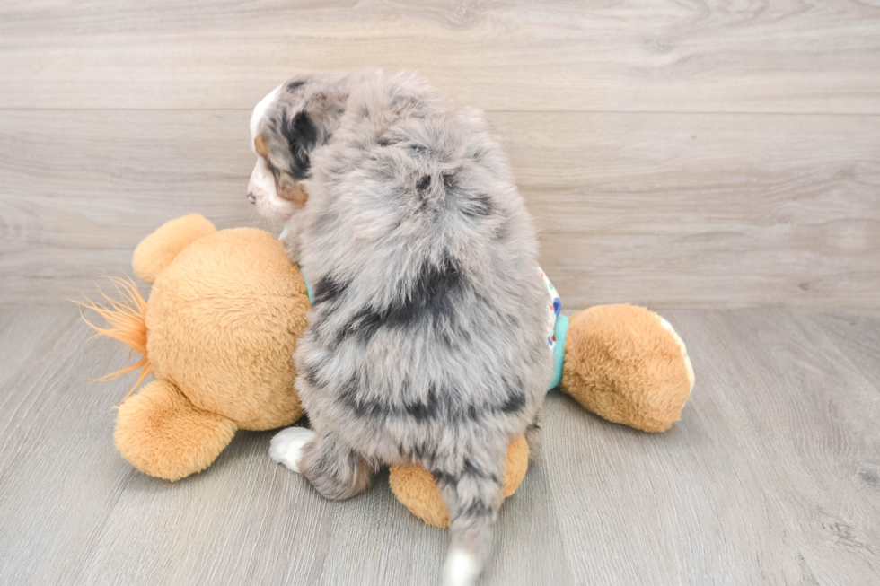 Cute Mini Bernedoodle Baby
