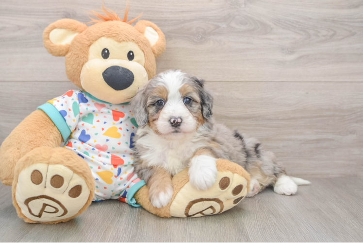 Best Mini Bernedoodle Baby