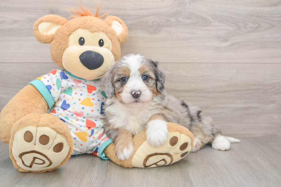 Best Mini Bernedoodle Baby