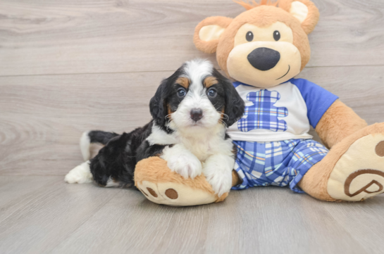 Best Mini Bernedoodle Baby