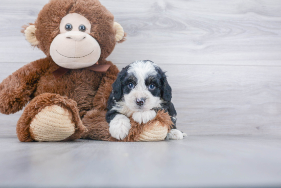 Playful Bernadoodle Poodle Mix Puppy