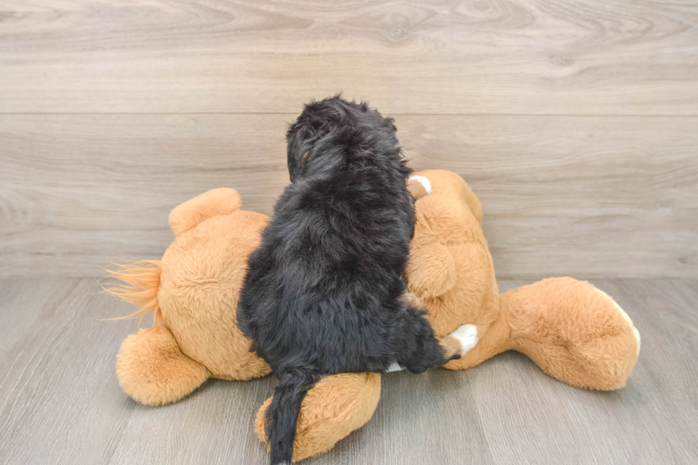 Best Mini Bernedoodle Baby